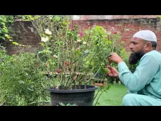 Gulab ke katening Safai ka behtarin season home gardening