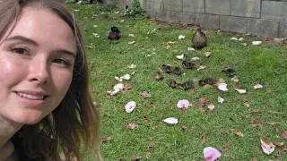 Walk with me in nature see some cute ducklings along the