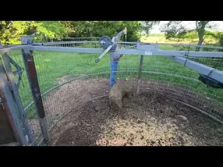 The Moment a Record Breaking Sounder of Wild Boars Falls