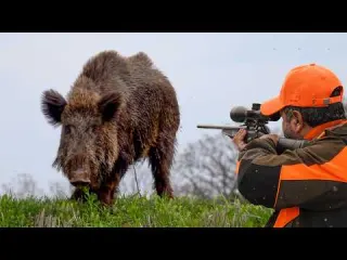 GIANT WILD BOAR HUNTING TO PROTECT CROPS