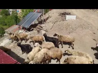 Köy Kadınının Bir Günü Ahırda Sekiz Saatlik Mesai