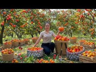 She harvested 40kg of persimmons from the forest and