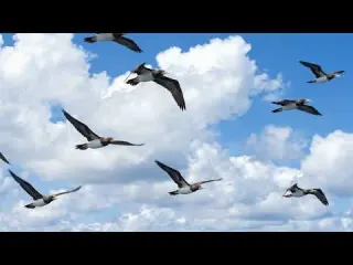 Brown Booby Chicks Battle Siblings and Storms to Fledge