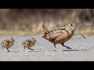 Watch How This Bird Survives 60 Dangerous Days Life on the