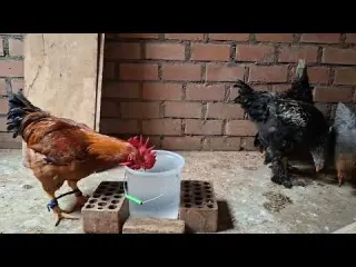 Por que se da falta de plumas en las gallinas