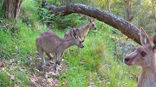 Australia s Wildlife Highway Trail Cam Footage