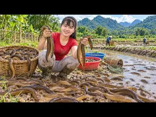 Harvesting Lots of Pond Loach Eels Goes To Market Sell