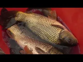 Traditional Fishing with Bamboo and Fishing Net Catch a Lot