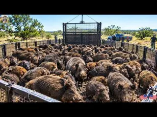 Farmland Devastated Hundreds of Wild Boars Appear En Masse