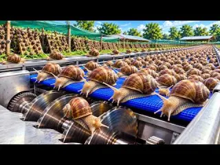 Inside a Massive Snail Processing Factory How Millions of