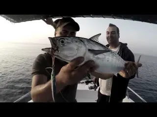 Yazılı Orkinos Bereketi Devam Ediyor Little Tunny Abundance