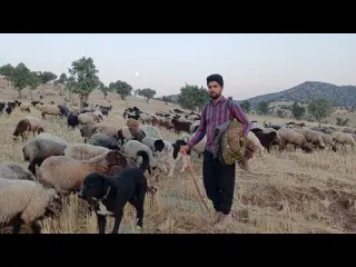 Surviving the Harsh Shepherd Life in Iran s Wildest