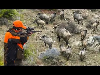 HUNTING MASSIVE WILD BOAR HERDS NONSTOP ACTION