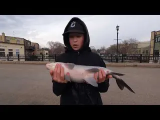 How To Catch Bigmouth Buffalo Tips Tricks