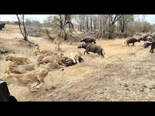 An EPIC SIGHTING Battle between lions and buffalo