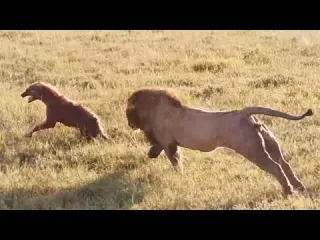 Male lion attacks over hyenas
