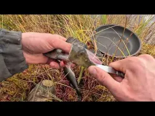 Continuous fish bite camping on the lake shore catch and