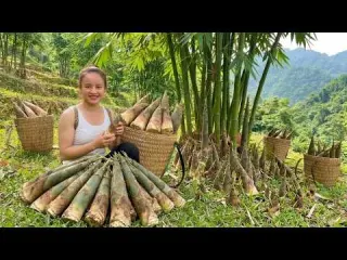 The process of harvesting wild bamboo shoots and turning