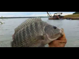 Pescaria de tilapia em Riolandia sp A nuven de tilapia e