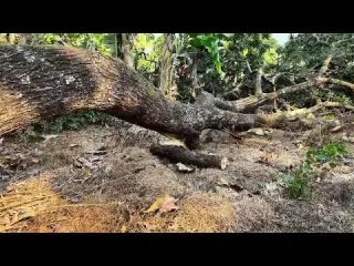 Tree 1 WRECKED the Chain Tree 2 Had to be CARRIED