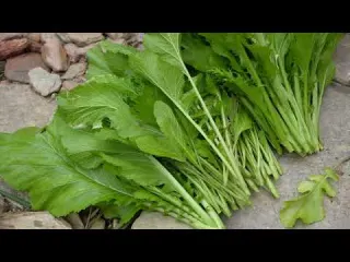 Together with dog LU and goat BE we harvest vegetables and