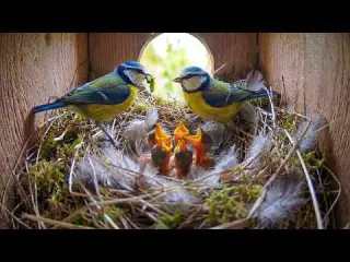 Eurasian Blue Tit 49 Days From Egg To Survivor
