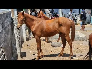 REVIEWING A HANDSOME STALLION WITH A STUNNING AND POWERFUL