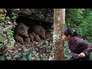 A Wild Boar Den Found in the Wilderness Surviving Alone in