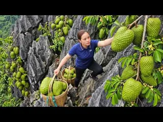 Harvesting Giant Soursops Thousands Of Soursops Ready For