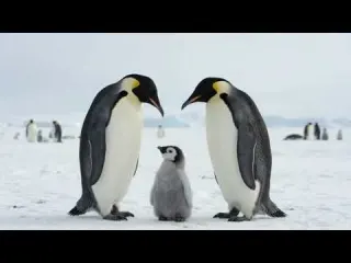 Emperor Penguins Love Expedition