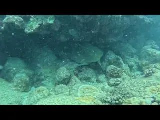 Turtle sleeping in Koloa Landing Kauai August