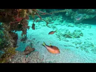 CLIP Dive Caribbean Sharpnose Puffer Mary s Place