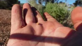 Searching for Kalgoorlie Gold with Bluetti s NEW Handsfree2