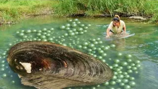 The sparkling green pearl clams in the small river