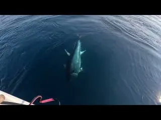 Rekor Orkinos Yakalamak İçin Bodrum a Gittik
