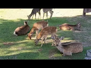 Deer of Nara Park 296 奈良公園の鹿さん