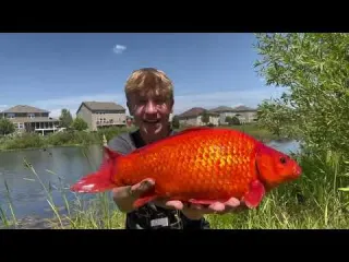 Someone s PET Invaded this TINY Pond Giant Goldfish