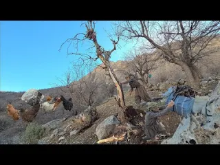 Mountain Survival The Art of Gathering Firewood and Coping
