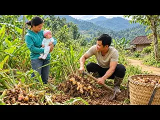 Building a Happy Family Life Young Couple Harvests Galangal