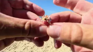 Here s the Real Treasure Hunter Sweet Find