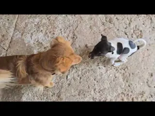 Pasando el rato con el cachorro Tinto ya sabe hacer su