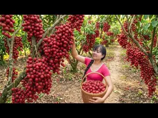 Living in the Forest Harvesting Red Rambai To Make Jam For