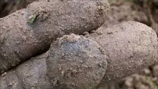 Détection De Métaux Grosse Louis XV en argent Sortie entre