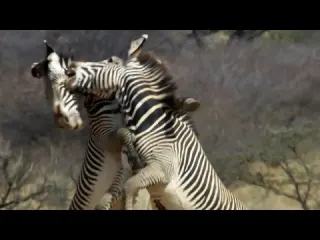 Epic Zebra Fight For Mate Africa BBC Earth