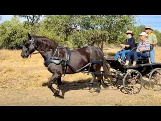 Monte is Heidi and Mark s New Driving Steed and He is