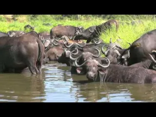 SOUTH AFRICA cape buffaloes Kruger national park