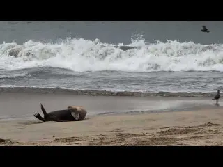 Seal Halfmoon Bay August