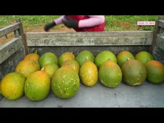 Bumper Gac Fruit Harvest Farm To Market Morning Routine On