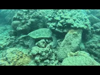 Turtle nap at Koloa Landing Kauai August