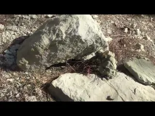 ORMANIN DERİNLİĞİNDEKİ DEĞERLİ TAŞLAR